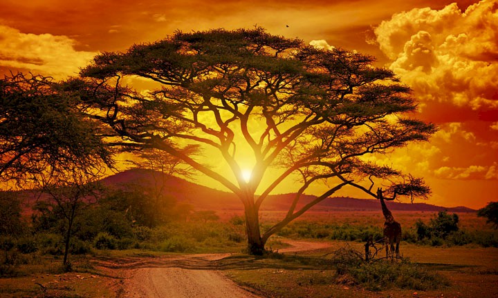 5 film sull'Africa Subsahariana